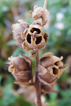 Antirrhinum majus / Snapdragon, D Mannheim 2.8.2015