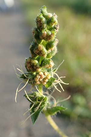 Ambrosia artemisiifolia \ Hohe Ambrosie, Aufrechtes Traubenkraut / Ragweed, D Klingenberg am Main 10.9.2016