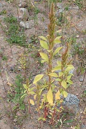 Amaranthus powellii \ Grnhriger Amaranth / Green Pigweed, D Laudenbach am Main 17.9.2016