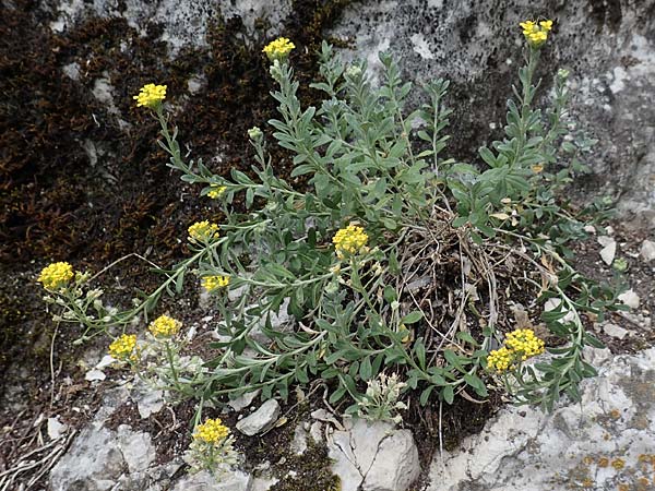 Alyssum montanum / Mountain Alison, Mountain Madwort, D Istein 25.6.2018