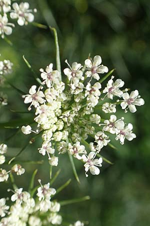 Ammi visnaga \ Bischofskraut, Zahnstocher-Ammei / Khella, D Stuttgart-Hohenheim 19.7.2018