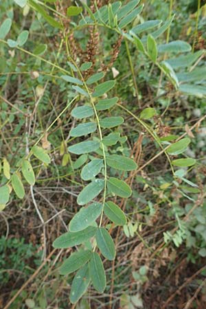 Amorpha fruticosa / Desert False Indigo, D Mannheim 11.10.2018