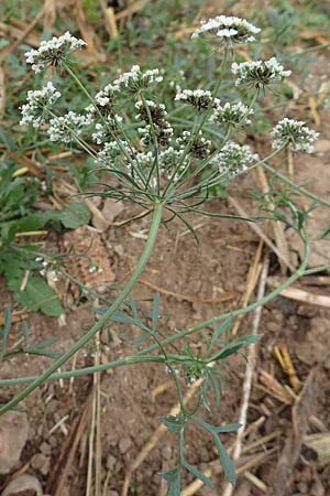 Ammi majus \ Groe Knorpelmhre, D Hemsbach 10.11.2018