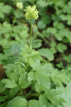 Adoxa moschatellina \ Moschuskraut / Moschatel, Town-Hall Clock, D Leverkusen 24.4.2019