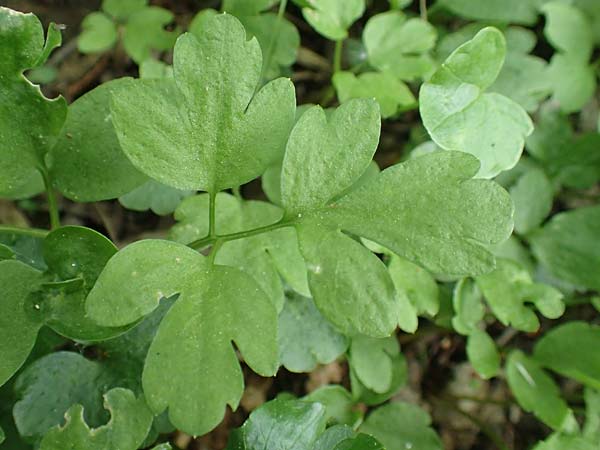 Adoxa moschatellina \ Moschuskraut / Moschatel, Town-Hall Clock, D Leverkusen 24.4.2019