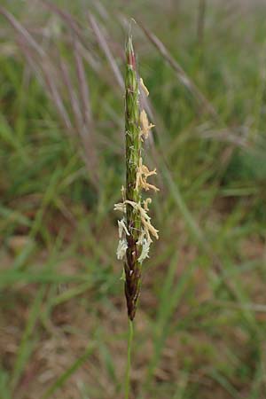 Alopecurus myosuroides \ Acker-Fuchsschwanz / Black-Grass, D Grünstadt-Asselheim 4.5.2020