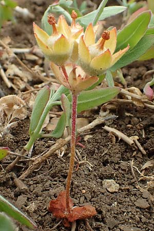 Androsace maxima \ Acker-Mannsschild, Grokelchiger Mannsschild / Annual Rock Jasmine, D Neuleiningen 25.5.2020