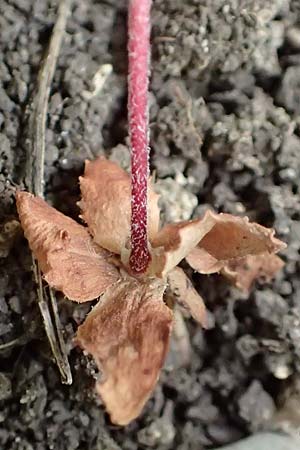 Androsace maxima \ Acker-Mannsschild, Grokelchiger Mannsschild / Annual Rock Jasmine, D Neuleiningen 25.5.2020