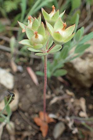 Androsace maxima \ Acker-Mannsschild, Grokelchiger Mannsschild / Annual Rock Jasmine, D Neuleiningen 25.5.2020