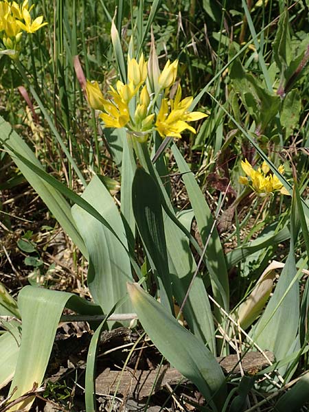 Allium moly \ Gold-Lauch / Golden Garlic, D Bruchsal 27.5.2020