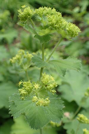 Alchemilla mollis \ Weicher Frauenmantel / Garden Lady's Mantle, D Aachen 9.6.2020