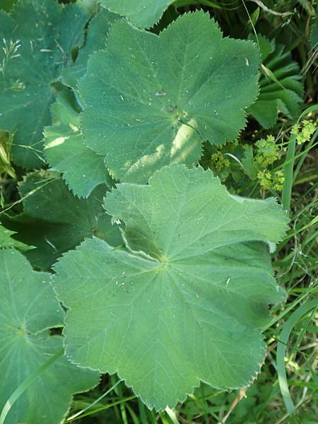 Alchemilla mollis / Garden Lady's Mantle, D Odenwald, Lindenfels 26.6.2020