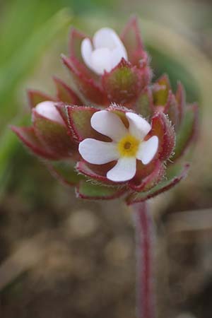 Androsace maxima \ Acker-Mannsschild, Grokelchiger Mannsschild / Annual Rock Jasmine, D Neuleiningen 13.4.2021