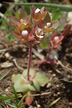 Androsace maxima \ Acker-Mannsschild, Grokelchiger Mannsschild / Annual Rock Jasmine, D Neuleiningen 13.4.2021