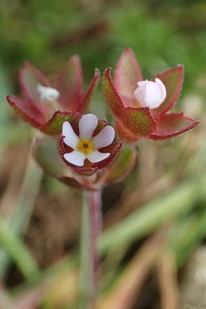 Androsace maxima \ Acker-Mannsschild, Grokelchiger Mannsschild / Annual Rock Jasmine, D Neuleiningen 13.4.2021