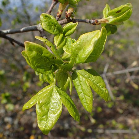 Acer campestre x monspessulanum \ Hybrid-Ahorn, D Bad Kreuznach 20.4.2021