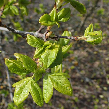 Acer campestre x monspessulanum \ Hybrid-Ahorn, D Bad Kreuznach 20.4.2021