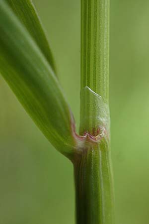 Alopecurus myosuroides \ Acker-Fuchsschwanz / Black-Grass, D Neuleiningen 28.5.2021