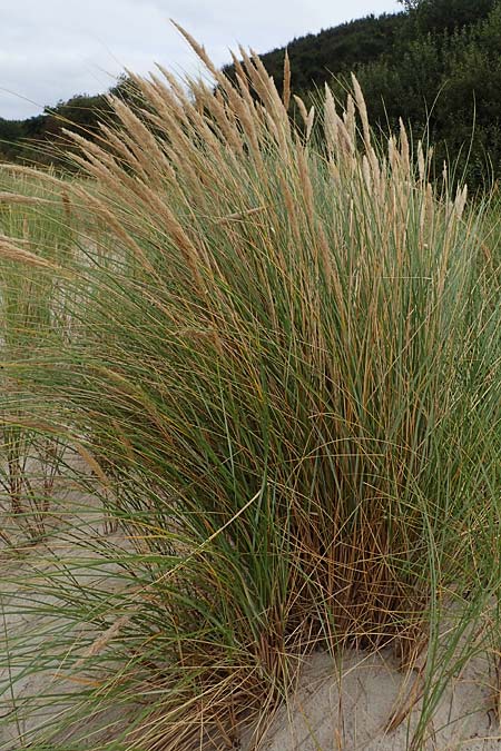 Calamagrostis arenaria \ Strand-Hafer, D Hohwacht 13.9.2021