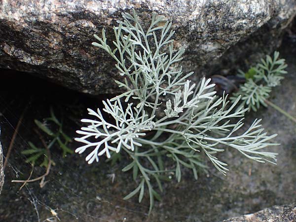 Artemisia maritima \ Strand-Beifu / Sea Wormwood, Maritime Wormseed, D Heiligenhafen 17.9.2021