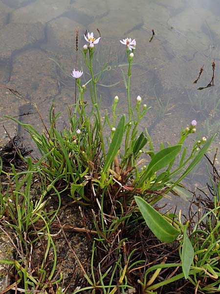Tripolium pannonicum subsp. tripolium \ Meer-Aster, Strand-Aster, D Wendtorf 18.9.2021