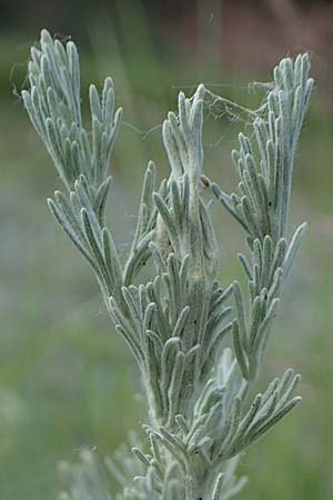 Artemisia maritima \ Strand-Beifu / Sea Wormwood, Maritime Wormseed, D Thüringen, Artern 13.6.2023