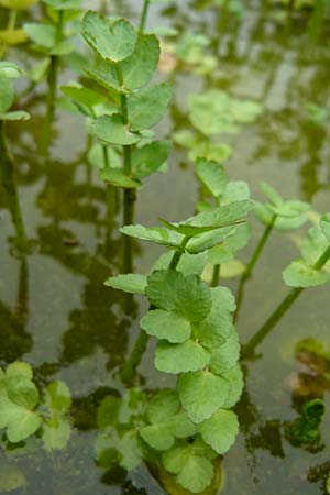 Apium nodiflorum \ Knotenbltige Sellerie / Fool's Water-Cress, D Botan. Gar.  Universit.  Mainz 13.9.2008