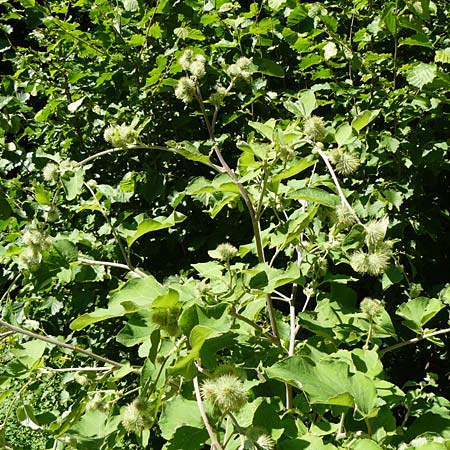 Arctium nemorosum \ Hain-Klette, Auen-Klette / Wood Burdock, D Schelklingen 10.7.2015