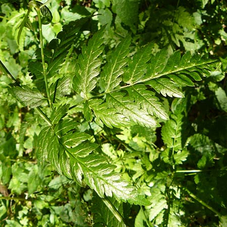 Anthriscus nitida \ Glanz-Kerbel / Glossy-Leaved Parsley, D Beuron 11.7.2015