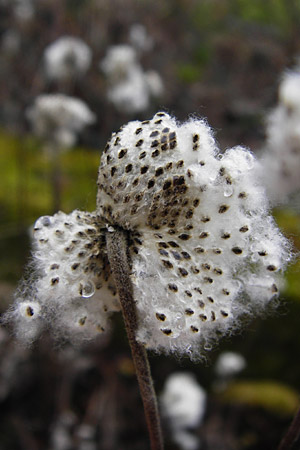 Anemone hupehensis \ Herbst-Anemone / Japanese Thimbleweed, Hupeh Anemone, D Mannheim 21.2.2015