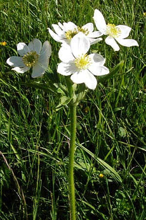 Anemone narcissiflora \ Berghhnlein, Narzissenbltige Anemone / Narcissus Anemone, D Hechingen 3.6.2015