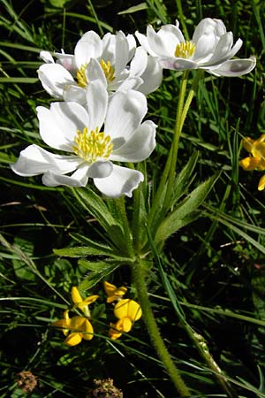 Anemone narcissiflora \ Berghhnlein, Narzissenbltige Anemone / Narcissus Anemone, D Hechingen 3.6.2015