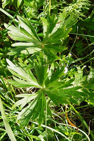 Anemone narcissiflora \ Berghhnlein, Narzissenbltige Anemone, D Hechingen 3.6.2015