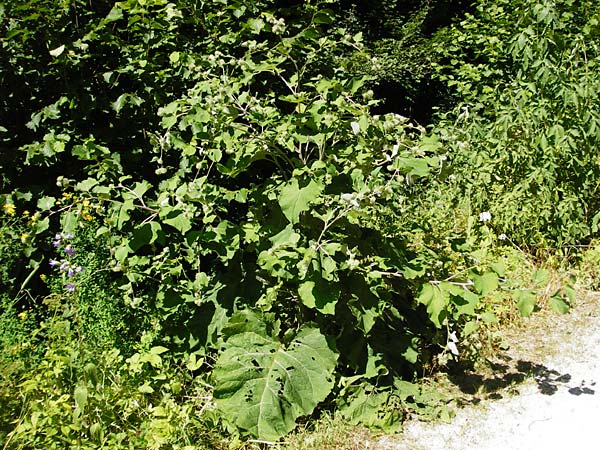 Arctium nemorosum \ Hain-Klette, Auen-Klette / Wood Burdock, D Schelklingen 10.7.2015