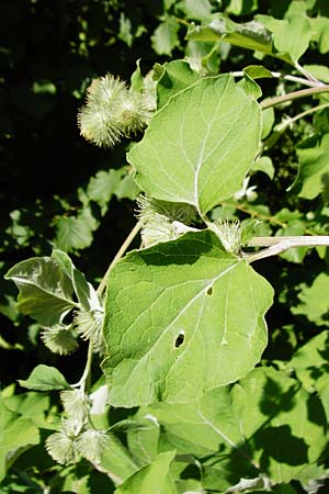 Arctium nemorosum \ Hain-Klette, Auen-Klette / Wood Burdock, D Schelklingen 10.7.2015