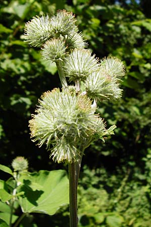 Arctium nemorosum \ Hain-Klette, Auen-Klette / Wood Burdock, D Schelklingen 10.7.2015