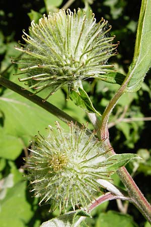 Arctium nemorosum \ Hain-Klette, Auen-Klette / Wood Burdock, D Schelklingen 10.7.2015