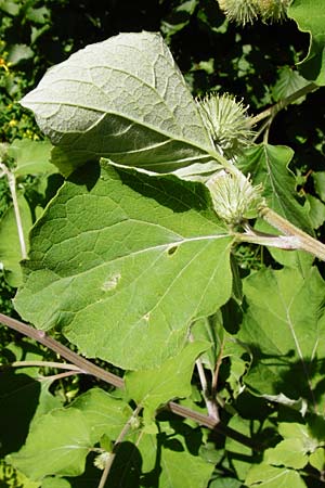 Arctium nemorosum \ Hain-Klette, Auen-Klette / Wood Burdock, D Schelklingen 10.7.2015