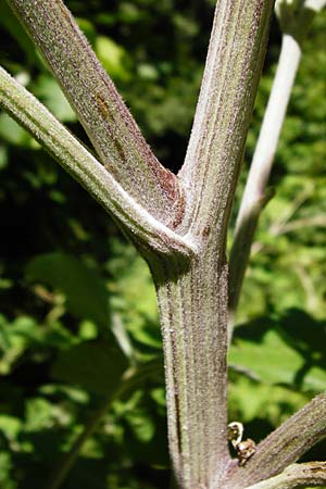 Arctium nemorosum \ Hain-Klette, Auen-Klette / Wood Burdock, D Schelklingen 10.7.2015