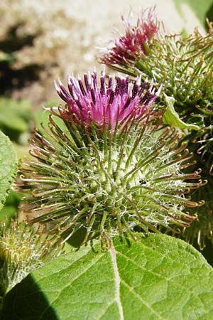 Arctium nemorosum \ Hain-Klette, Auen-Klette / Wood Burdock, D Schelklingen 25.7.2015