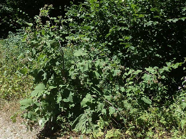 Arctium nemorosum \ Hain-Klette, Auen-Klette / Wood Burdock, D Schelklingen 25.7.2015