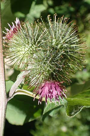 Arctium nemorosum \ Hain-Klette, Auen-Klette / Wood Burdock, D Schelklingen 25.7.2015