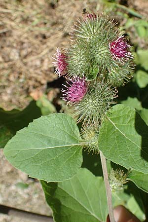 Arctium nemorosum \ Hain-Klette, Auen-Klette / Wood Burdock, D Schelklingen 25.7.2015