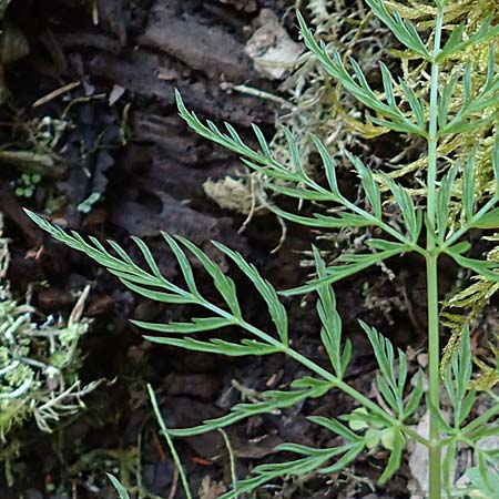 Anthriscus sylvestris subsp. stenophyllus / Narrow-Leaved Cow Parsley, D Beuron 26.7.2015