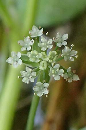 Apium nodiflorum \ Knotenbltige Sellerie, D Bruchsal-Heidelsheim 1.10.2015