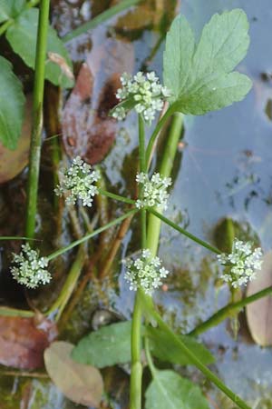 Apium nodiflorum / Fool's Water-Cress, D Bruchsal-Heidelsheim 1.10.2015