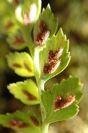 Asplenium adiantum-nigrum / Black Spleenwort, D Ettlingen 3.10.2015