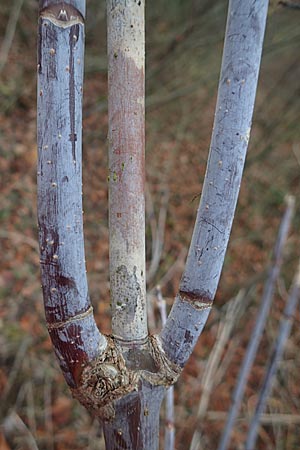 Acer negundo \ Eschen-Ahorn / Box Elder, D Schwetzingen 12.11.2015