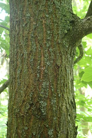 Acer negundo \ Eschen-Ahorn / Box Elder, D Kleinwallstadt am Main 25.6.2016