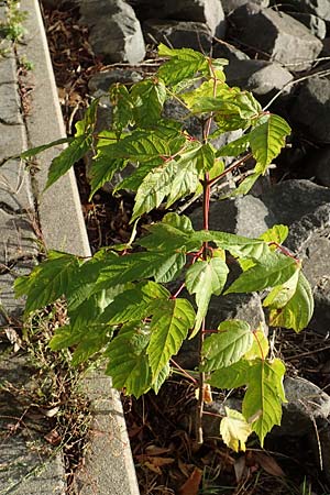 Acer negundo, Ash-Leaf Elder